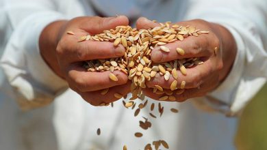 Фото - Минсельхоз сообщил о прогрессе в развитии производства семян